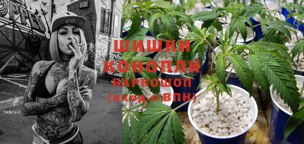 каннабис Ессентукская